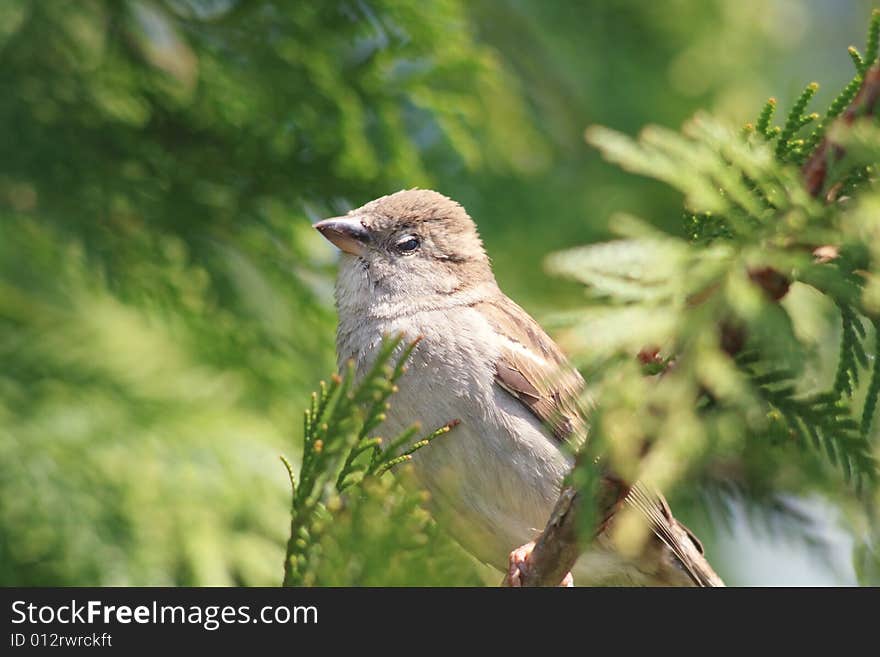 A field sparrow between the bkrok. A field sparrow between the bkrok.