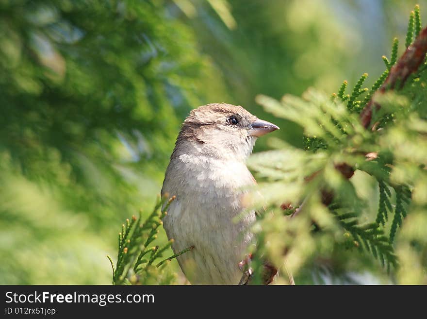 A field sparrow between the bkrok. A field sparrow between the bkrok.