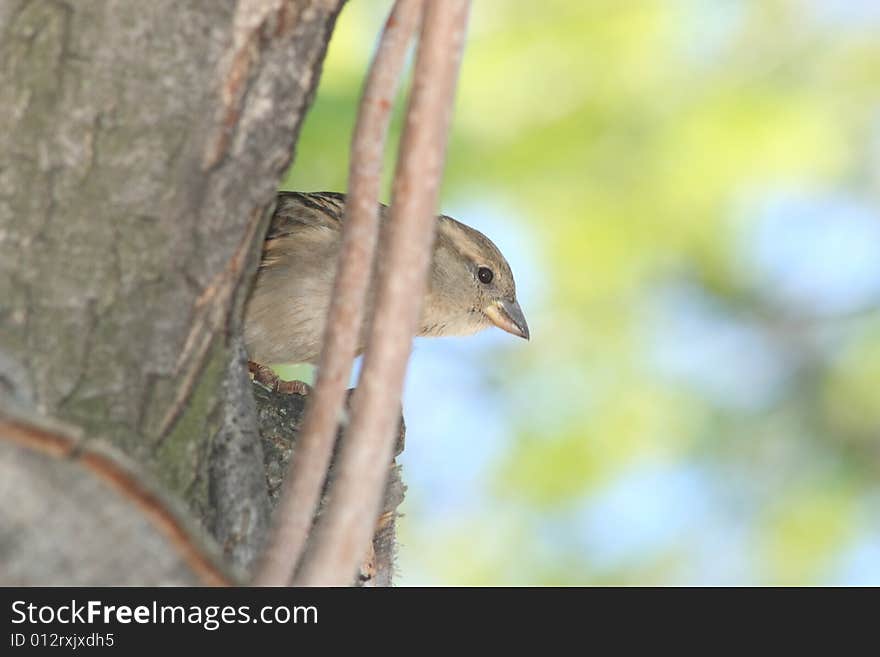 A field sparrow between the bkrok. A field sparrow between the bkrok.