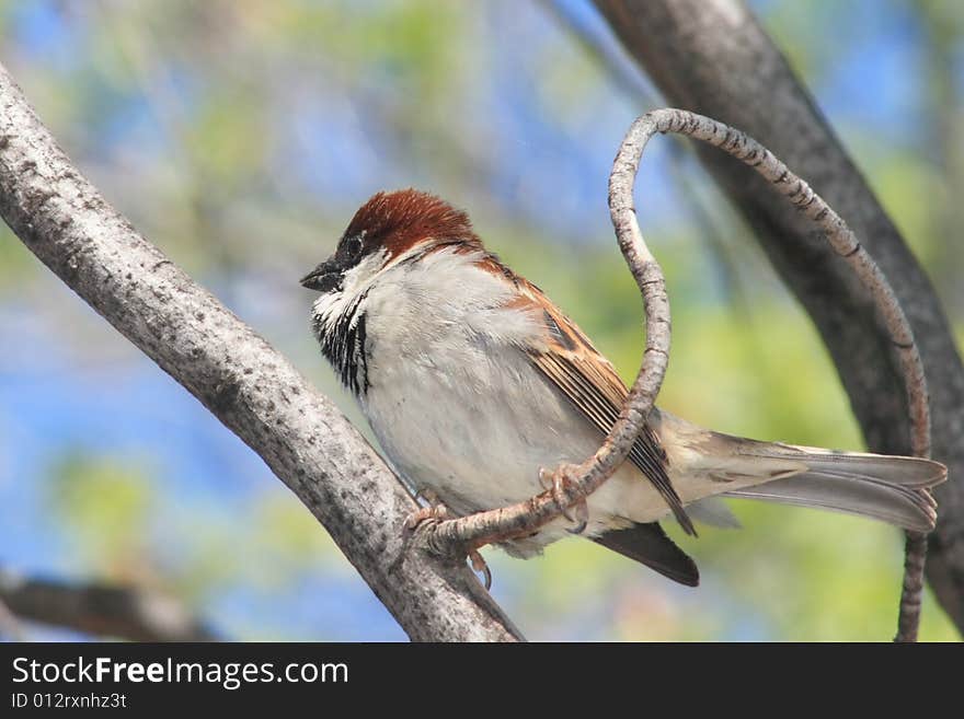 A field sparrow between the bkrok. A field sparrow between the bkrok.