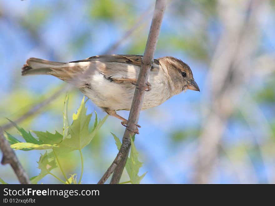 A field sparrow between the bkrok. A field sparrow between the bkrok.