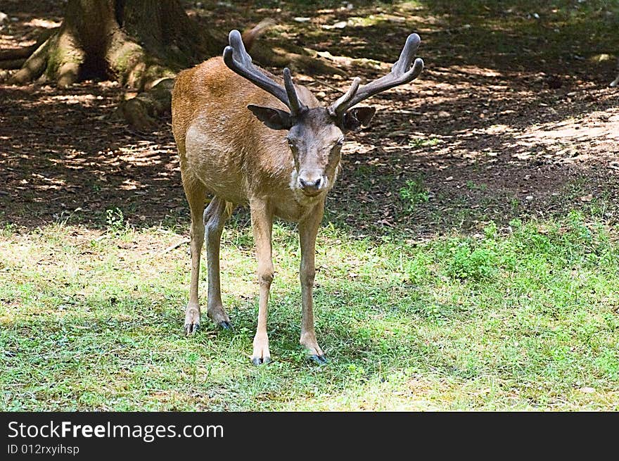 Photo of a deer staying at the lawn