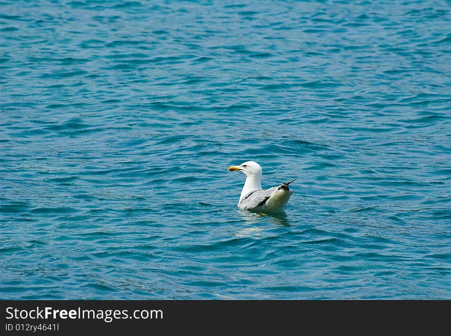 Photo of a seagull swimming in the Mediterranean sea