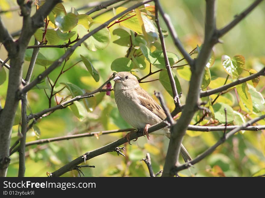 A field sparrow between the bkrok. A field sparrow between the bkrok.