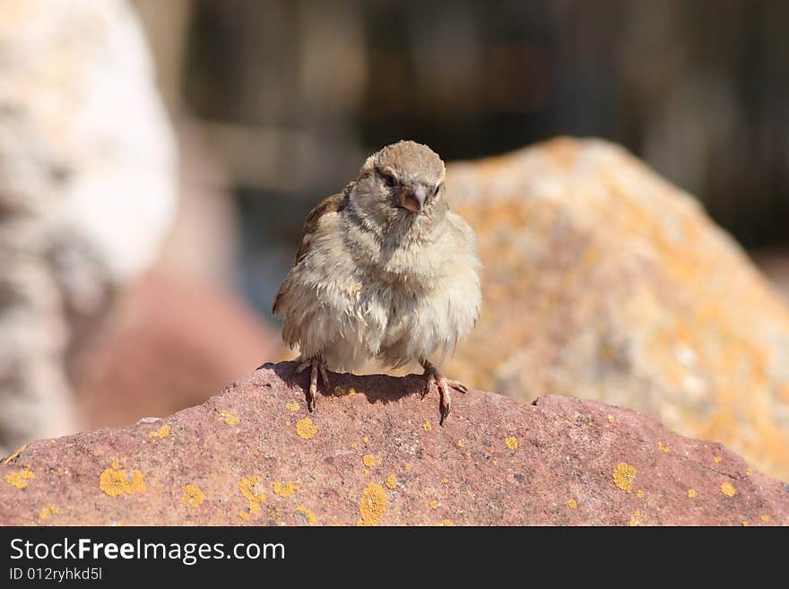 A sparrow is field taking a photo from front. A sparrow is field taking a photo from front.