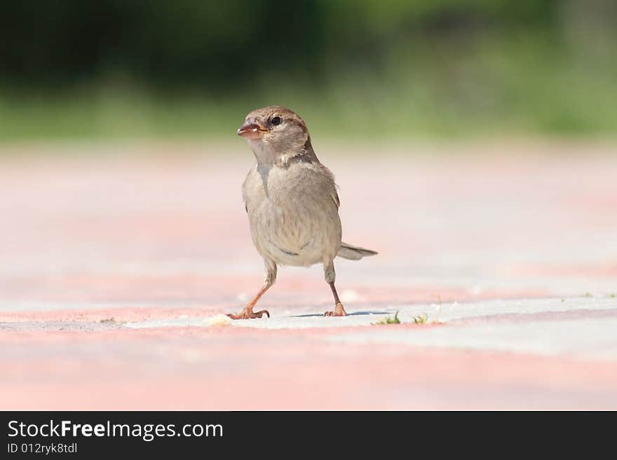 A sparrow is field taking a photo from front. A sparrow is field taking a photo from front.