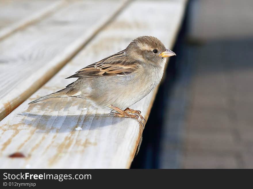 A sparrow is field taking a photo from front. A sparrow is field taking a photo from front.