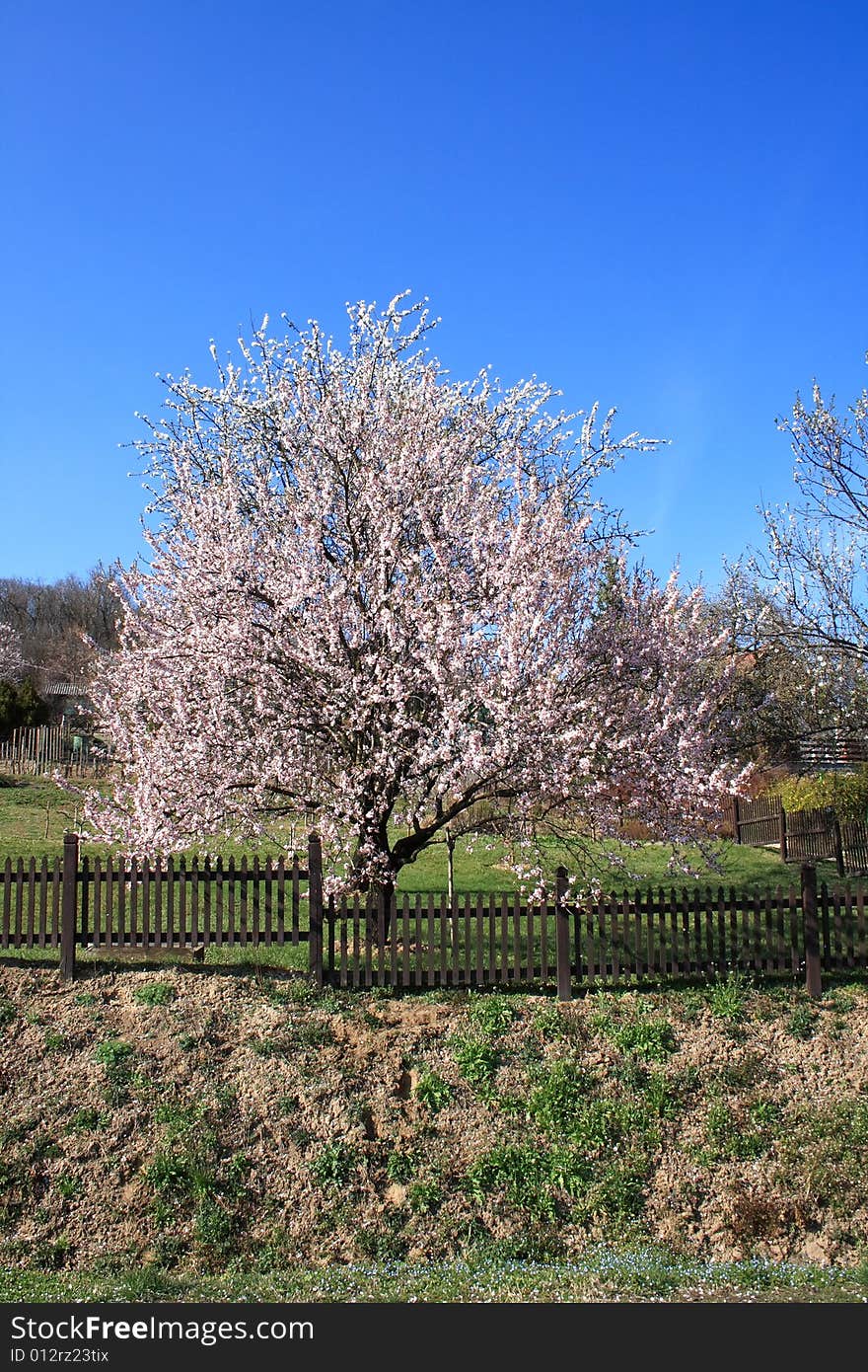 Blooming Is Vernal.