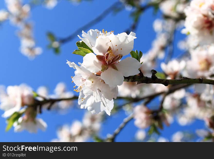 Blooming is vernal.