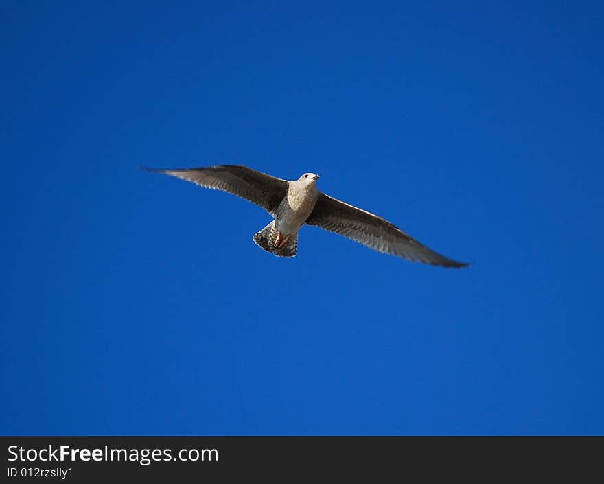 Gull flying on the blue sky. Gull flying on the blue sky