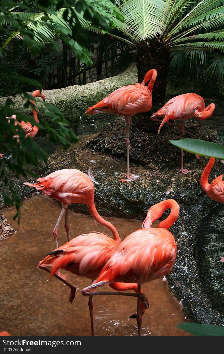 Several flamingos rest and eat in a tropical setting.