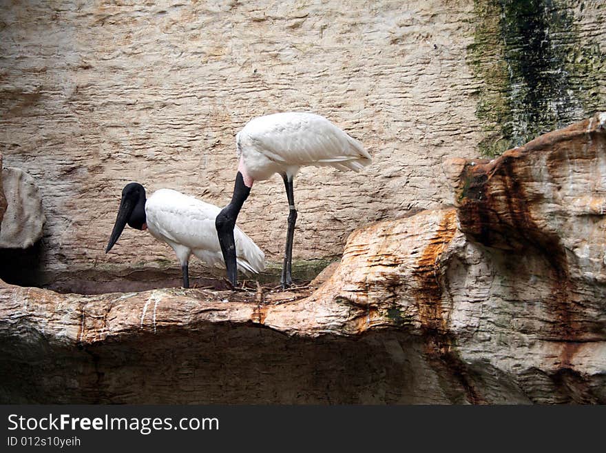 Two black and white birds rest on their ledge at the zoo.