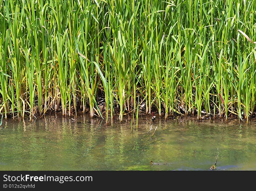 Green bulrush on the river bank