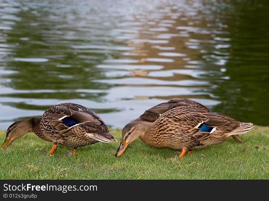 Two ducks eating grass by a lake. Two ducks eating grass by a lake