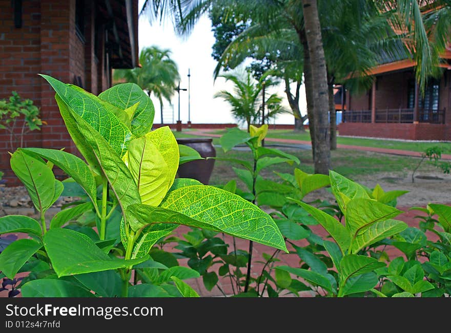 Yellowish green Foliage Landscaping at resort garden. Yellowish green Foliage Landscaping at resort garden