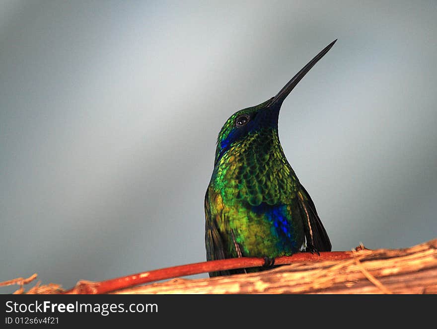 Perched hummingbird with captioning space