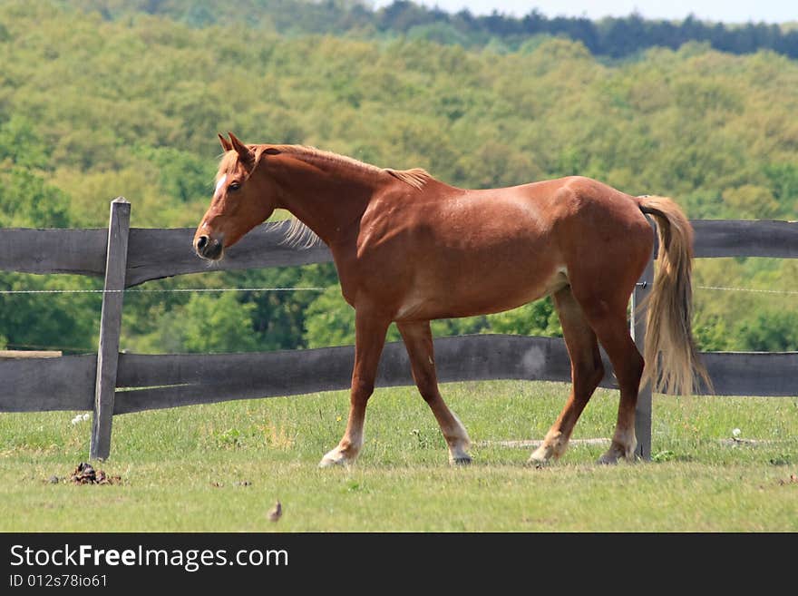 He is a horse in a Hungary economy. He is a horse in a Hungary economy.