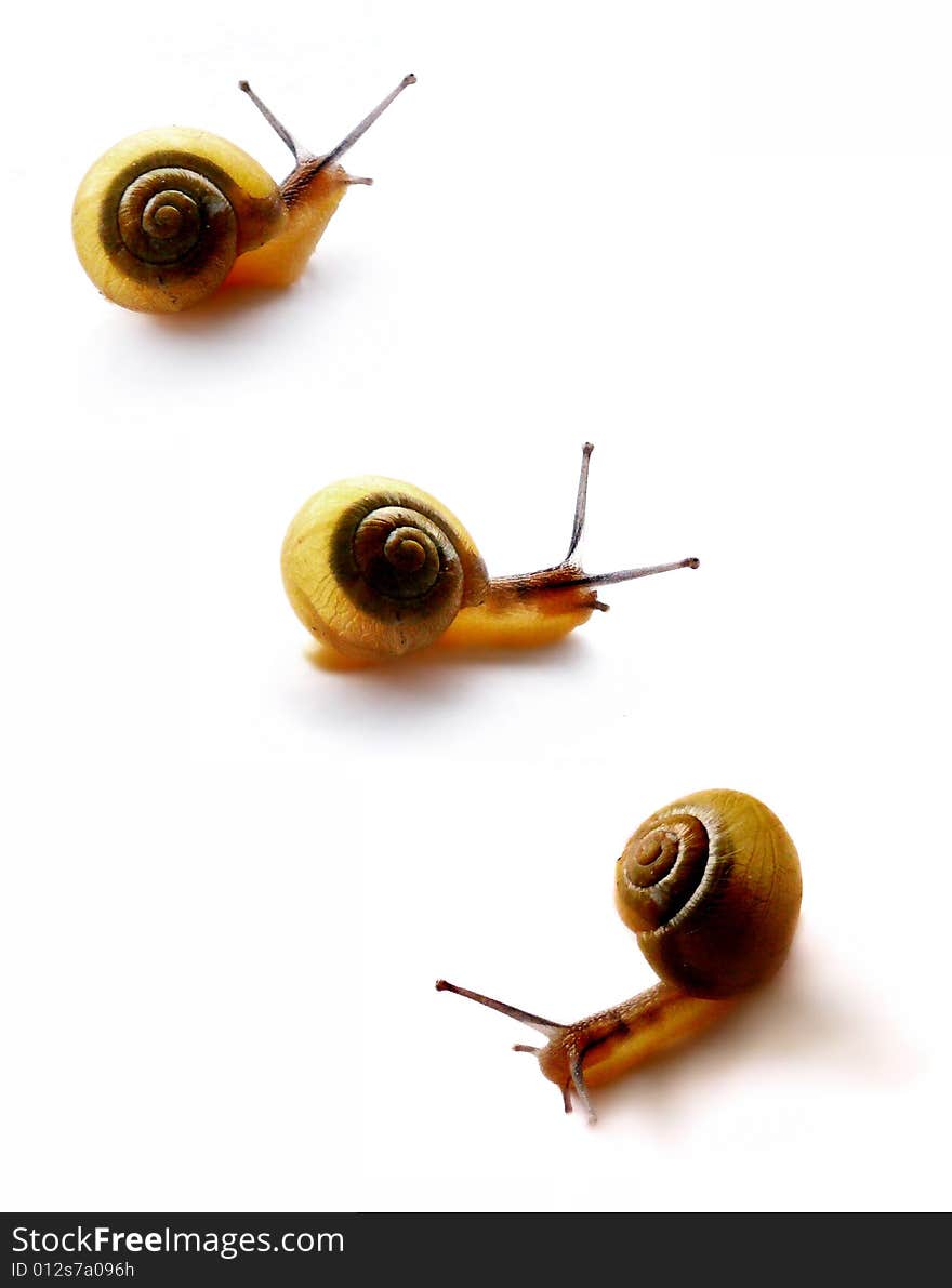 Three yellow snails isolated on white