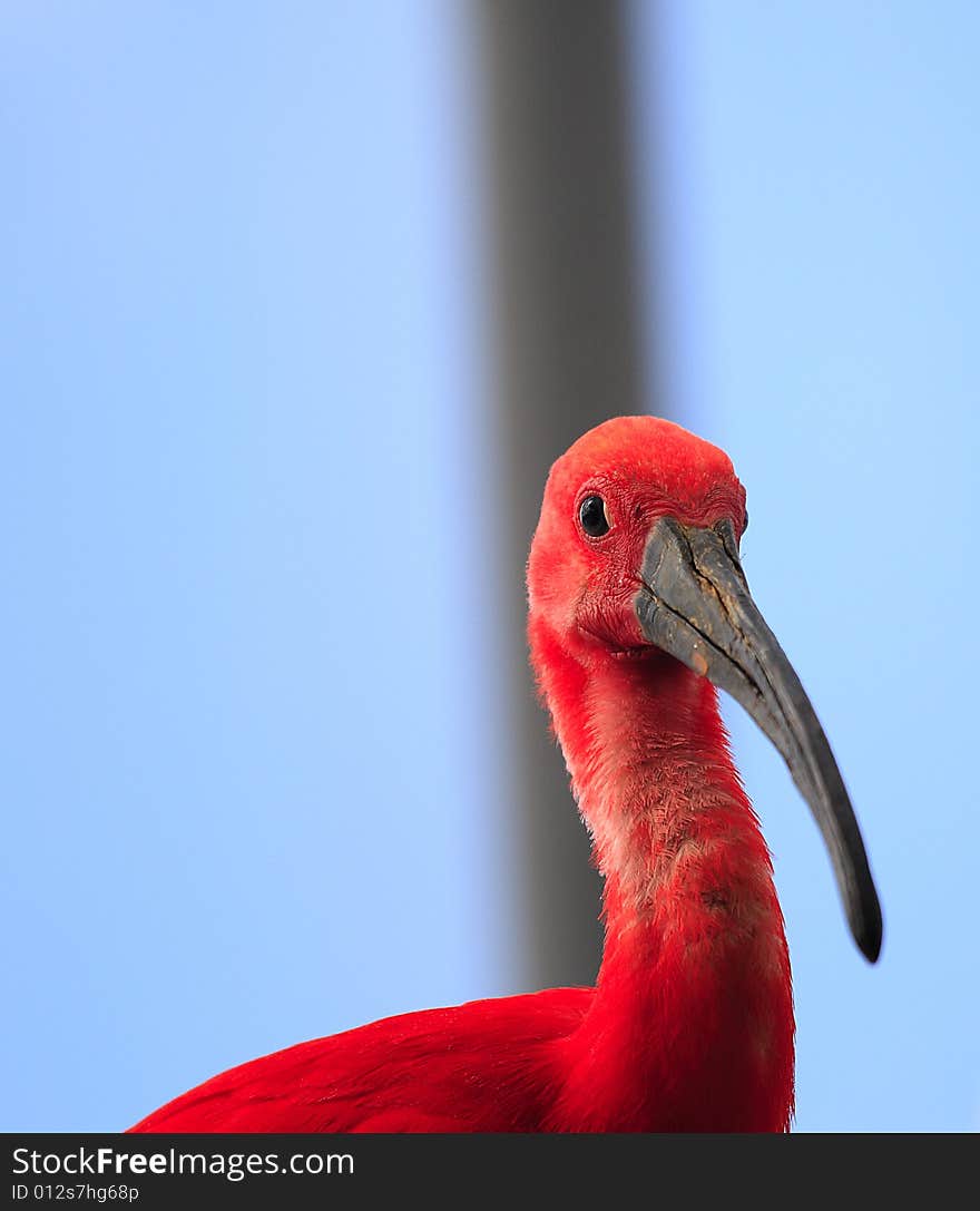 Red Ibis