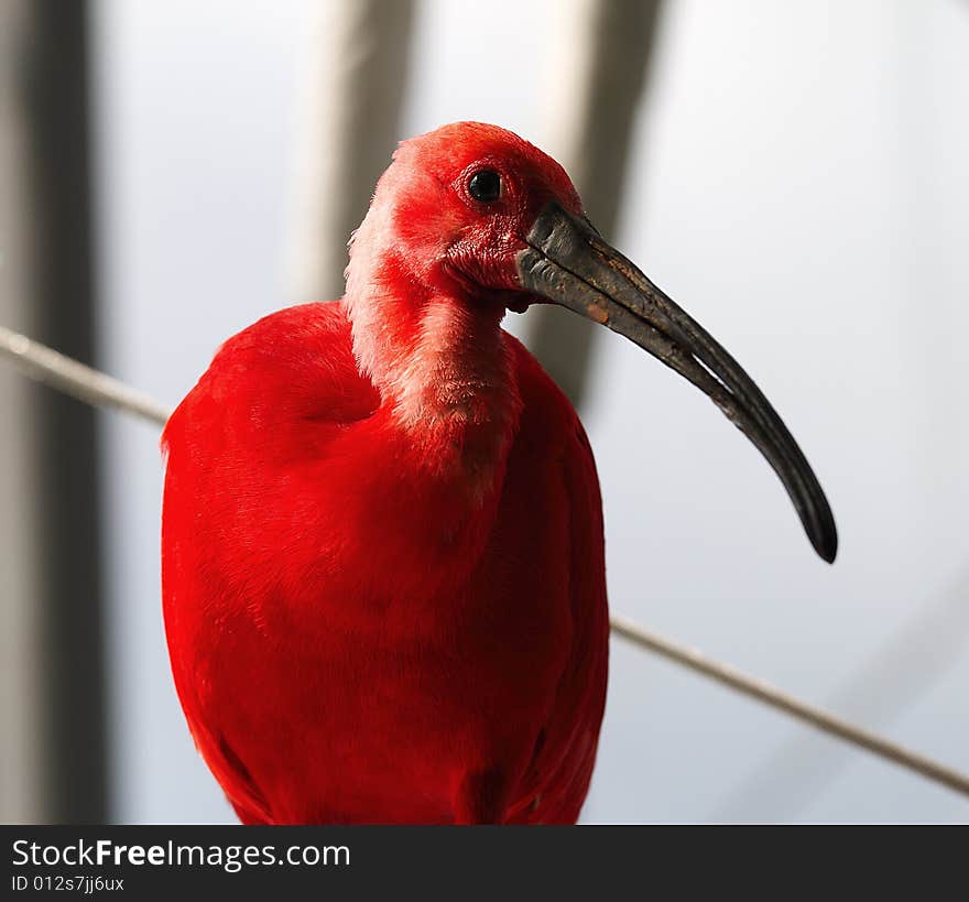 Red Ibis