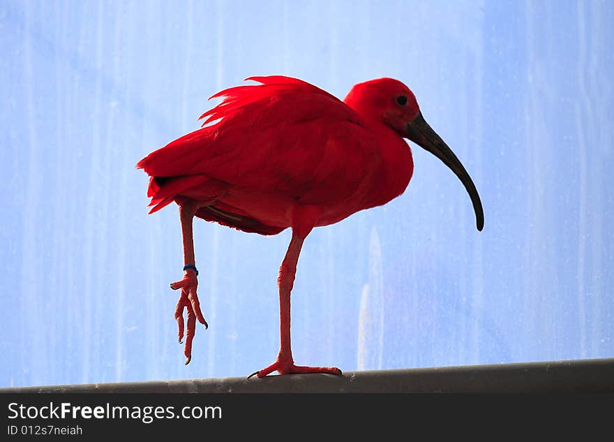 Red Ibis