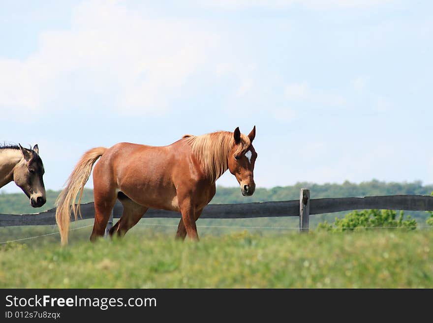 He is a horse in a Hungary economy. He is a horse in a Hungary economy.