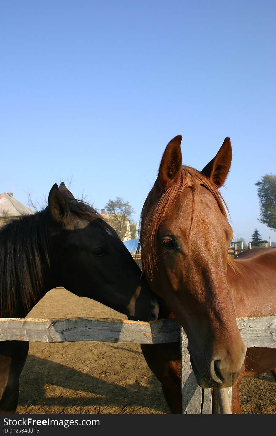 He is a horse in a Hungary economy. He is a horse in a Hungary economy.