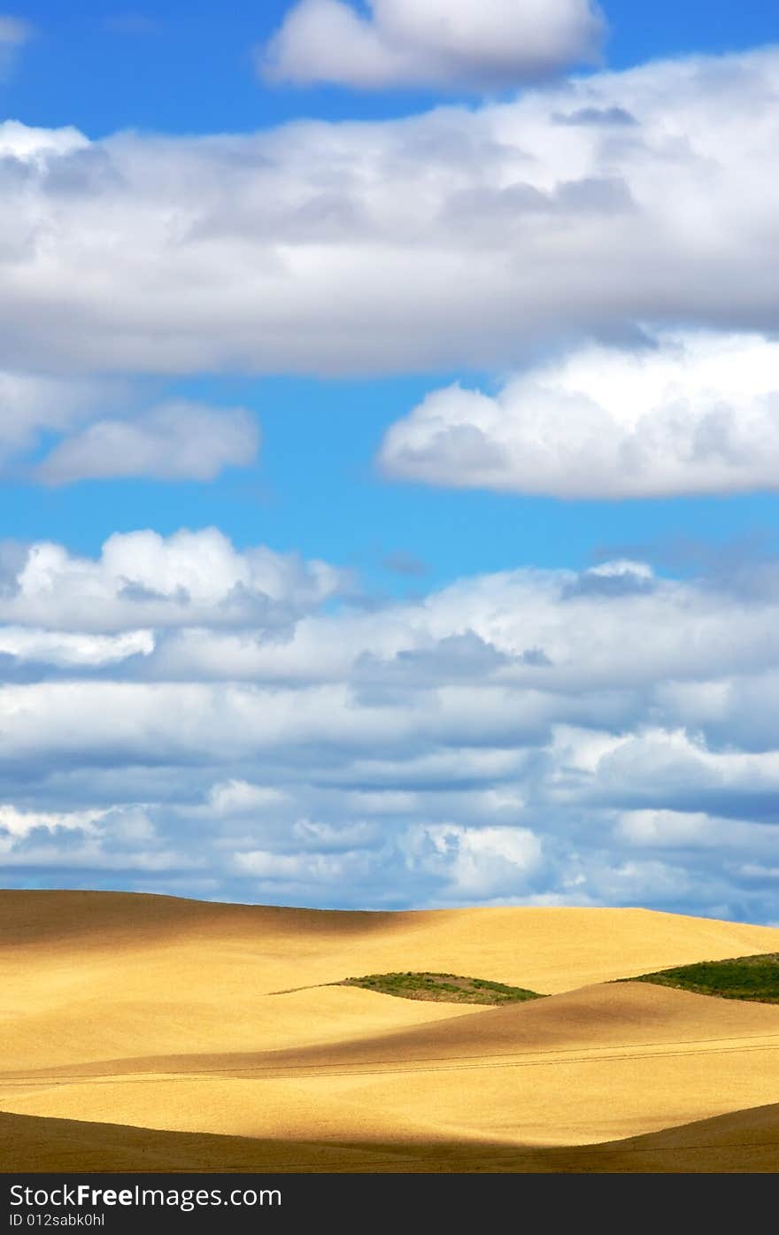 Wheat fields and Pretty sky. Wheat fields and Pretty sky