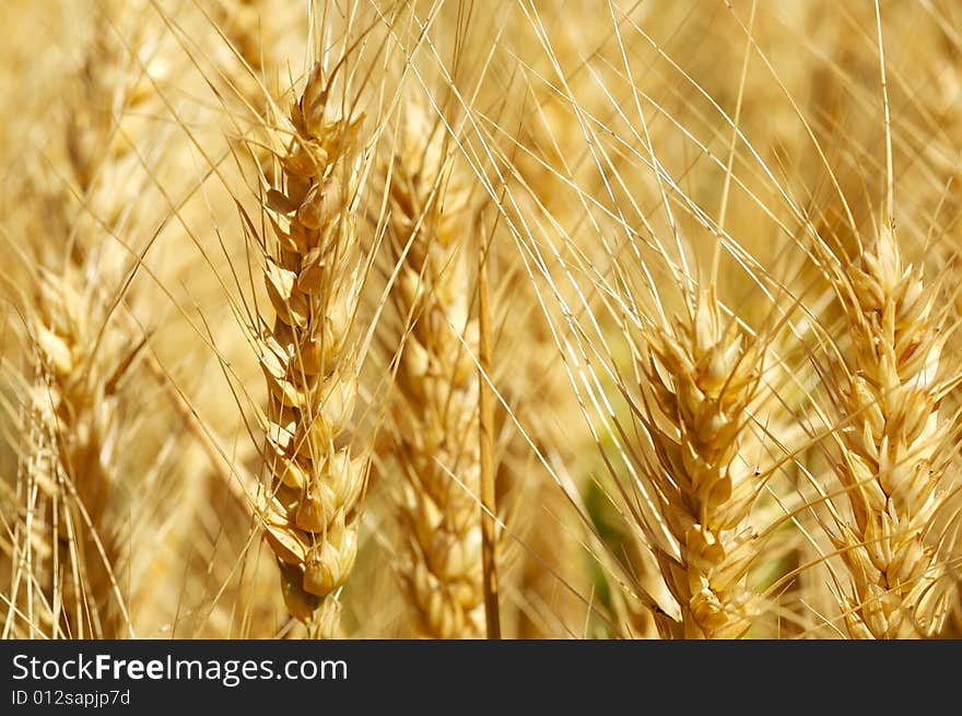 Wheat that is ready to harvest. Wheat that is ready to harvest