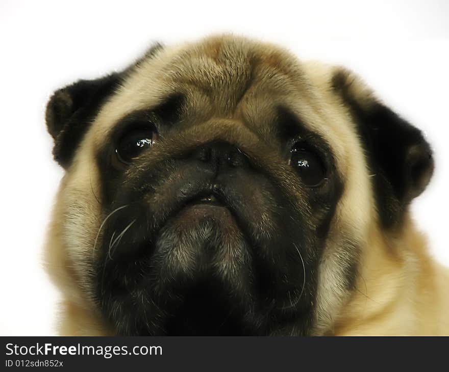 Portrait Of Pug Isolated