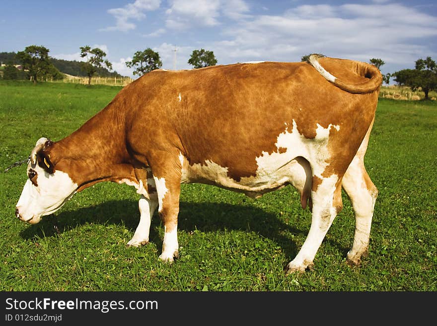 Red and white milk cow in a field