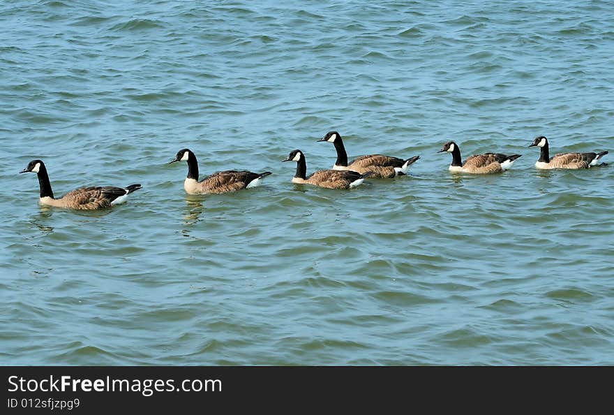 Six Canadian Geese in Water