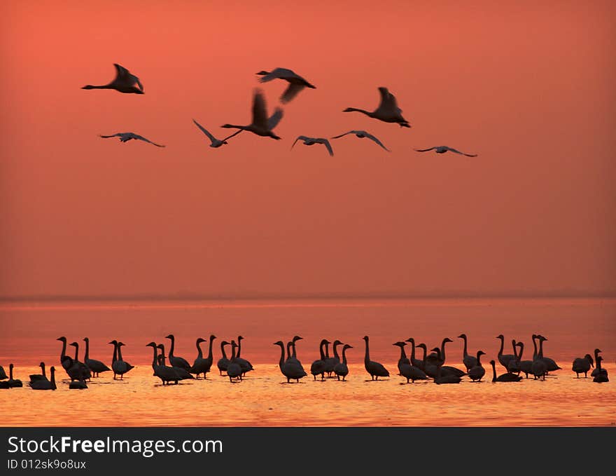 Many swans are flying freely