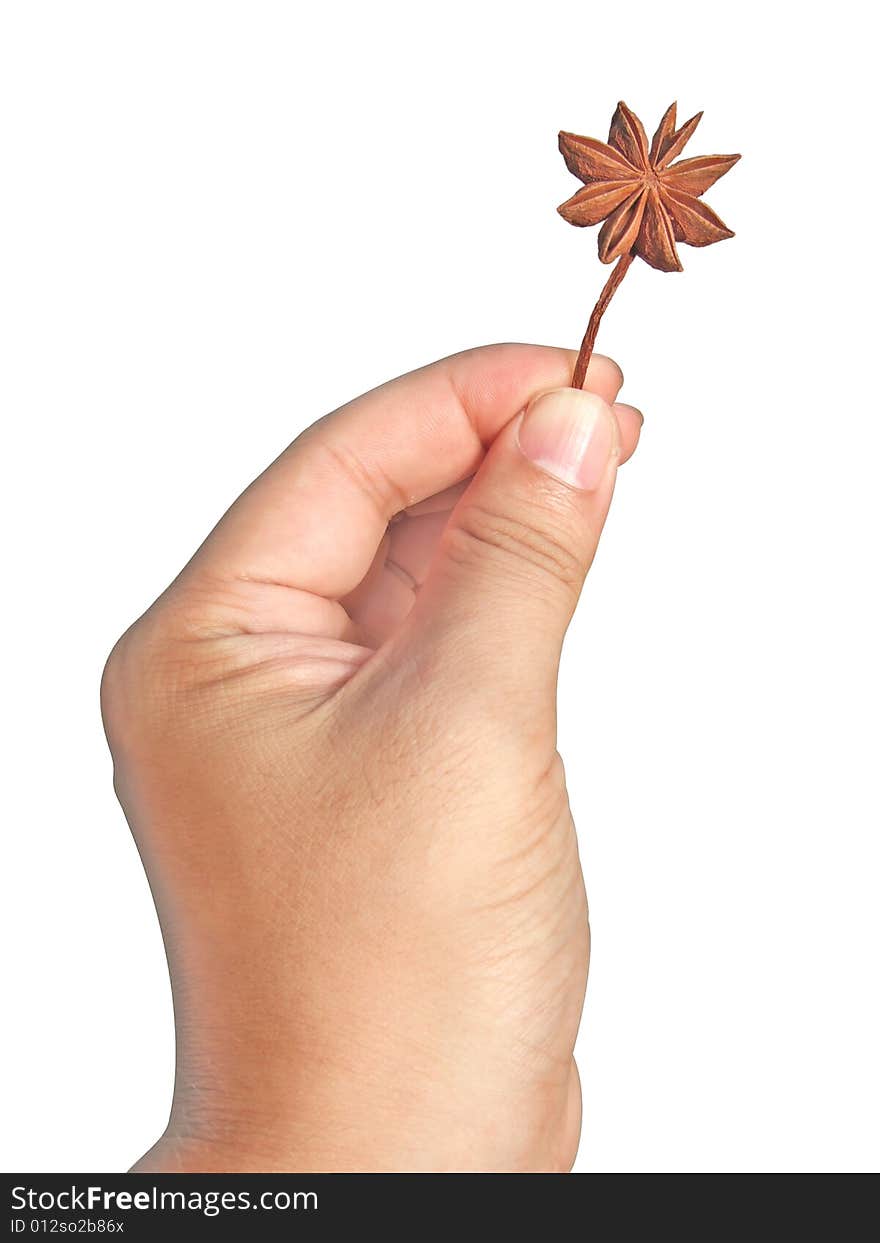 Aniseed in hand with white background