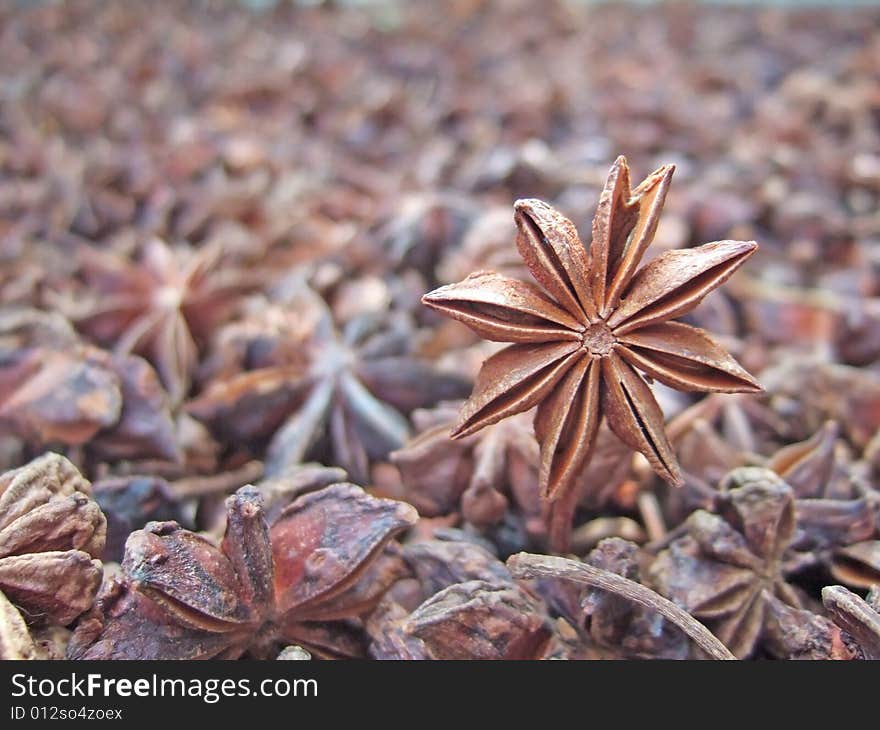 Aniseed under the sunshine in the yard