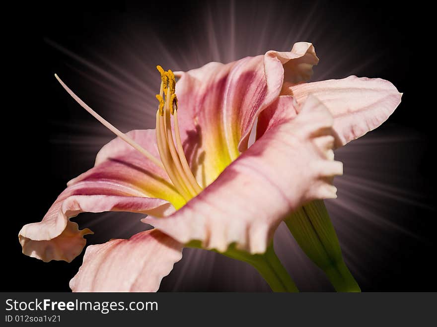 Day lily captured against black background with lighting effect.