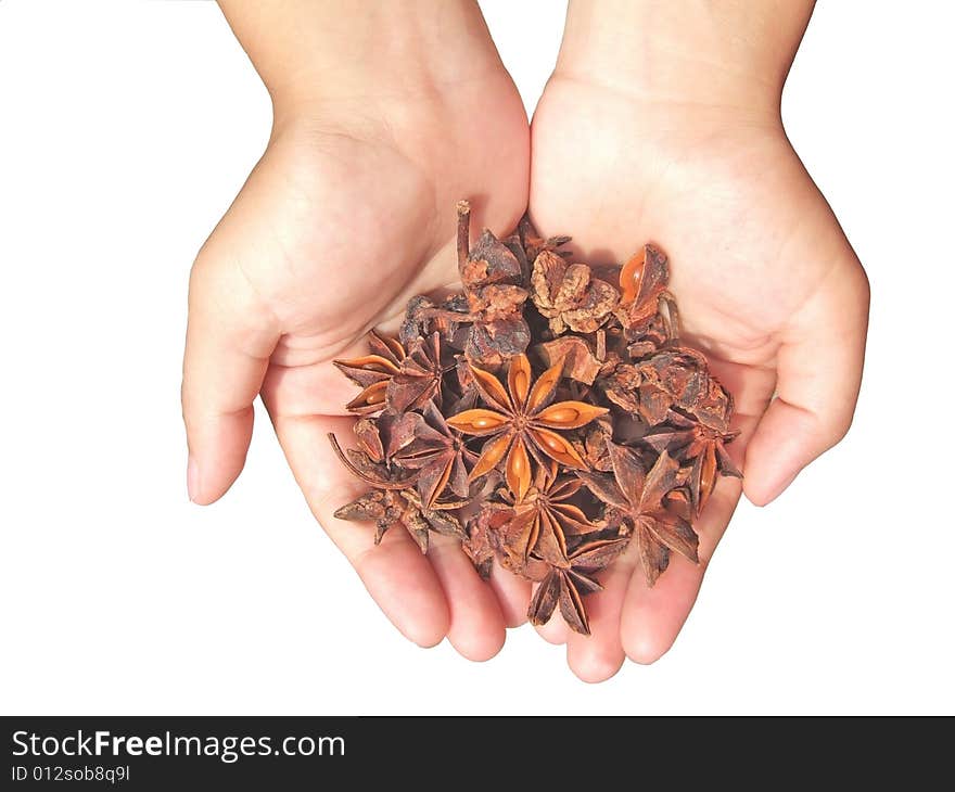 Aniseed in hand with white background