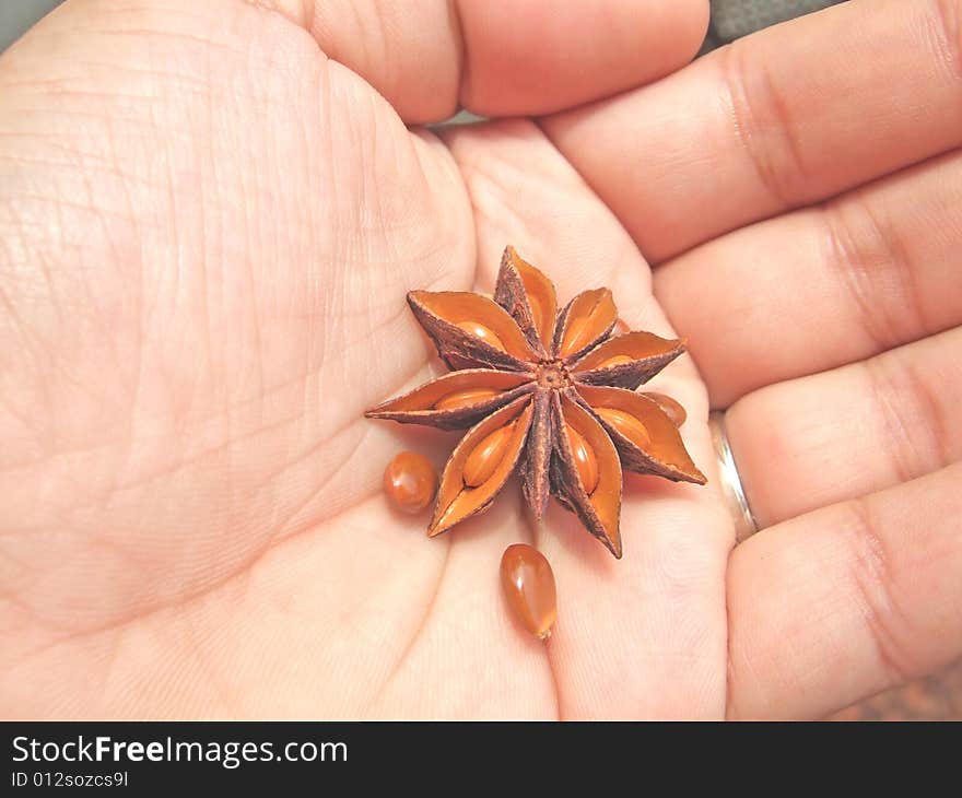 Aniseed in hand with white background