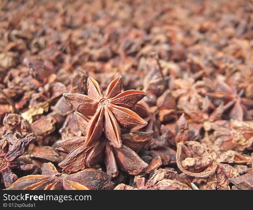 Aniseed under the sunshine in the yard