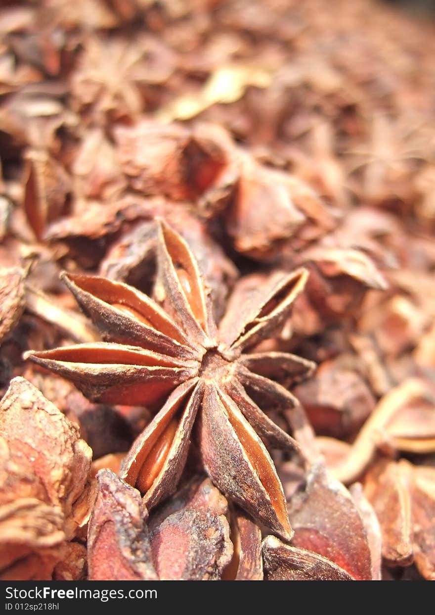 Aniseed under the sunshine in the yard