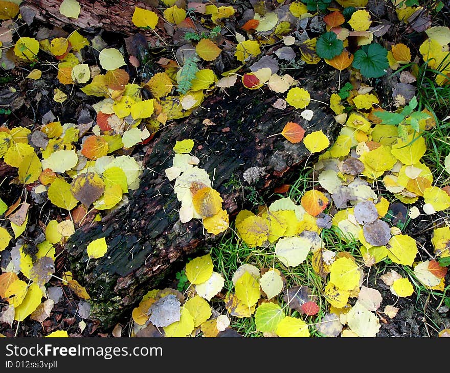 Colorful defoliation on the grass. Colorful defoliation on the grass.