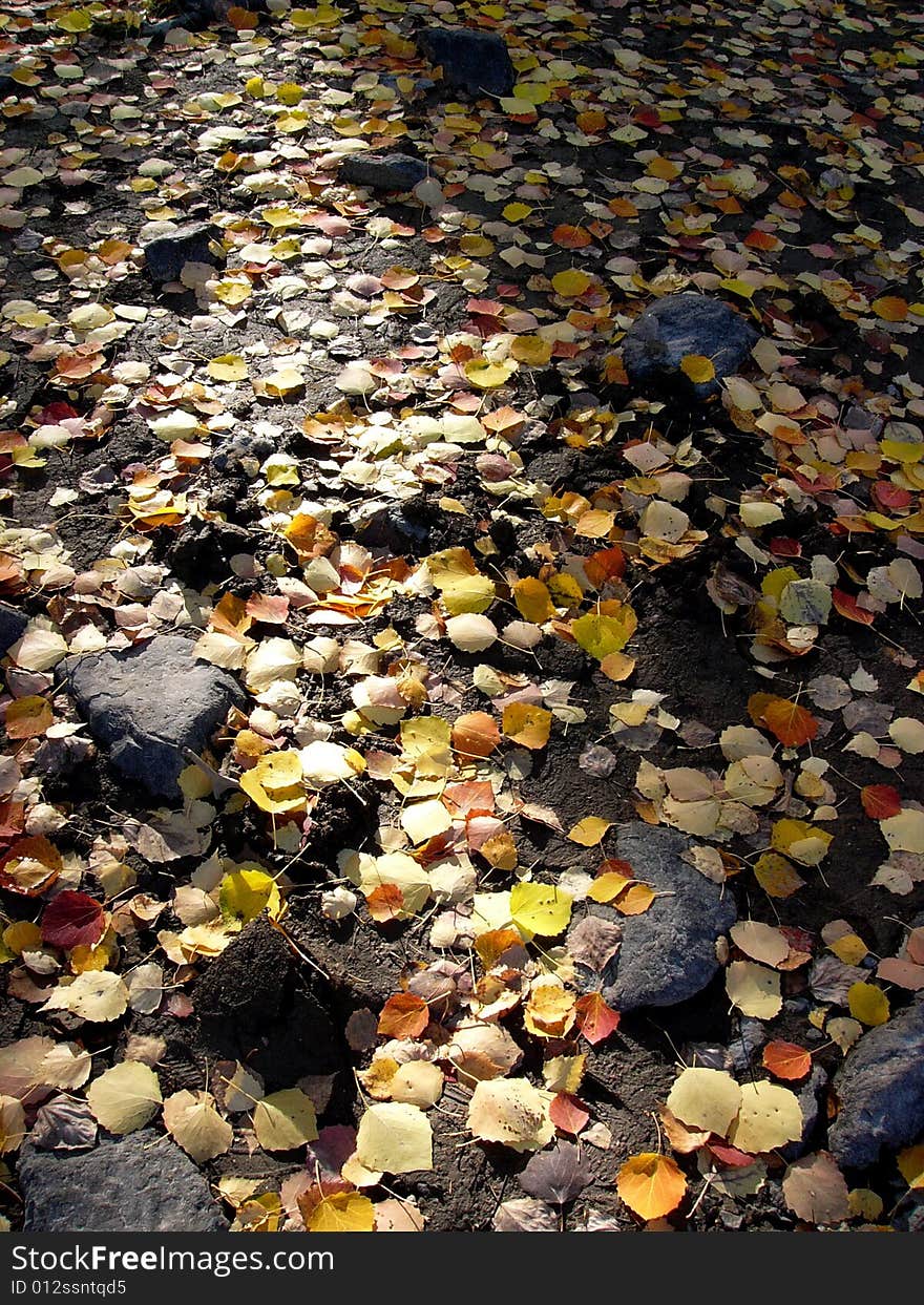 A road full of colouful leaves in sunshine. A road full of colouful leaves in sunshine.