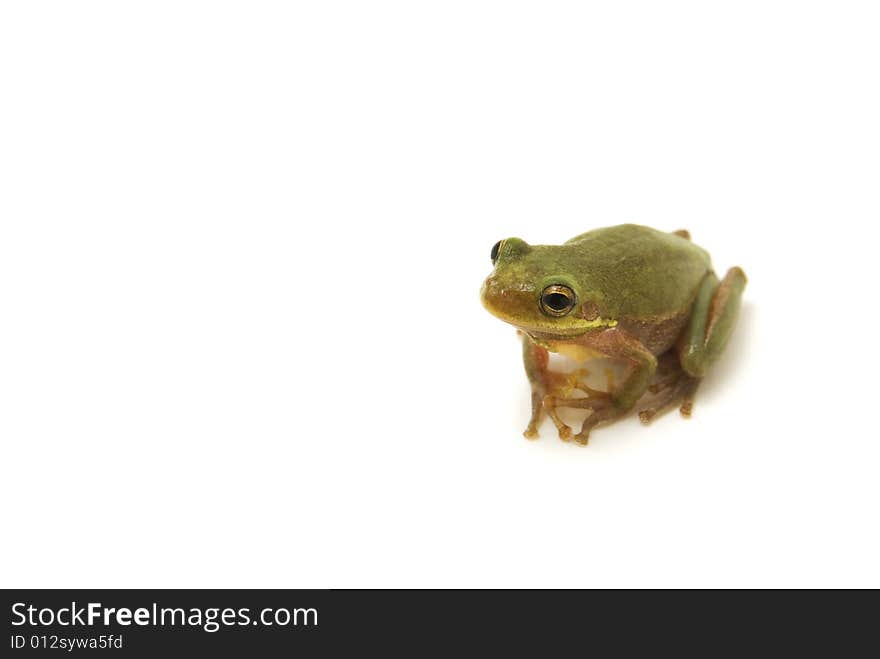 Tree Frog