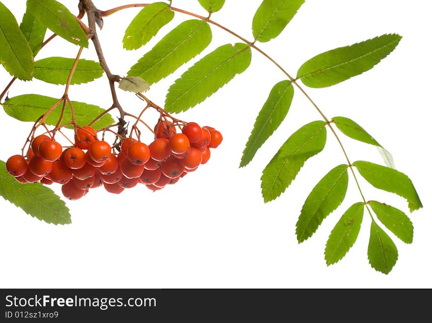 Close-up ashberries