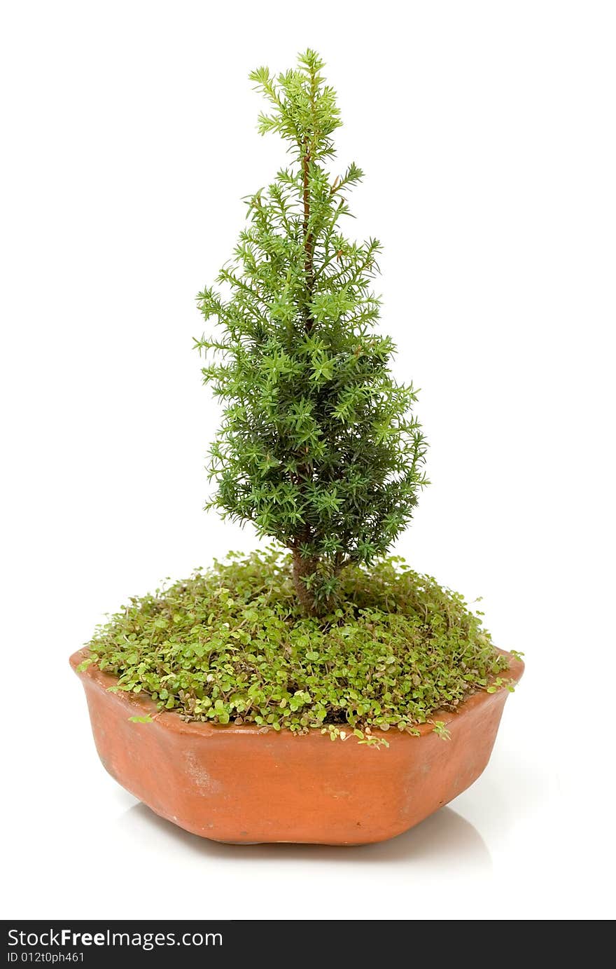 Beautiful bonsai pine tree isolated over white background