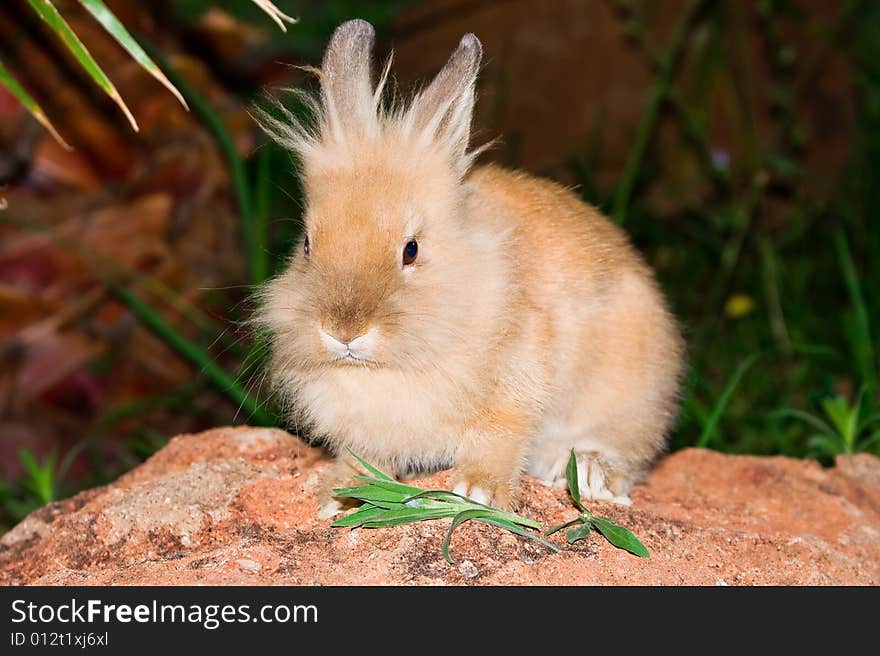 Little bunny sitting on the rock