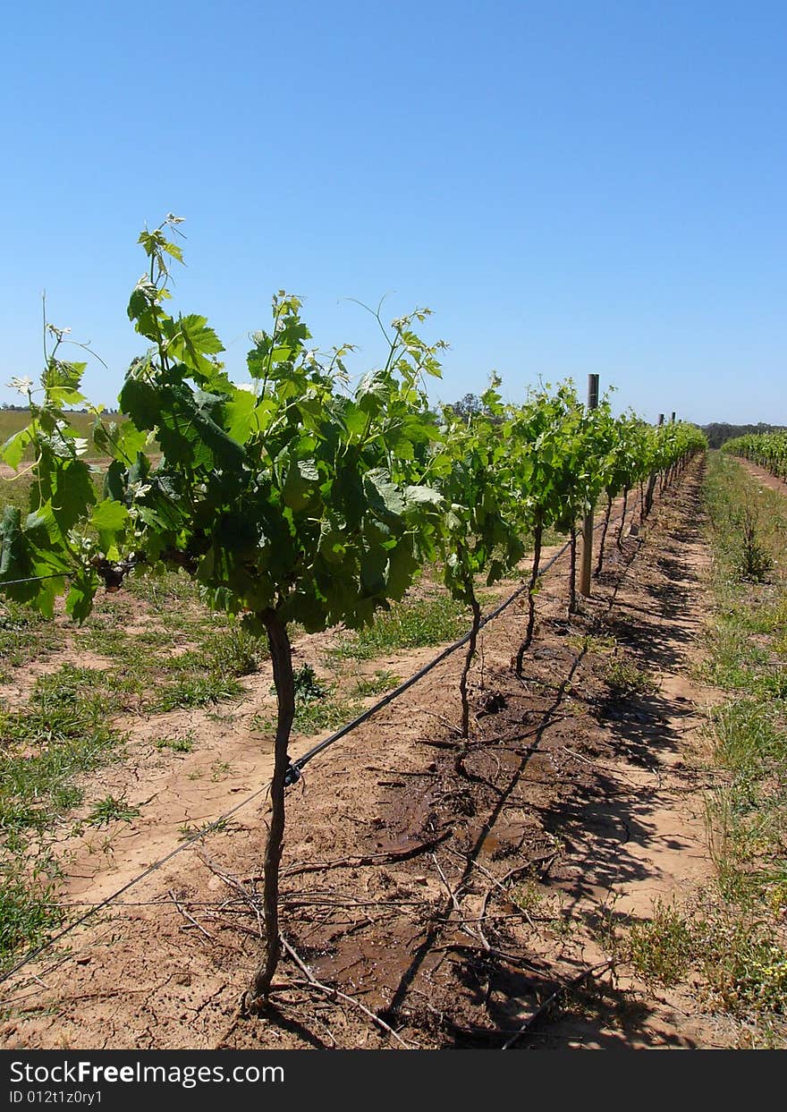 Grapes field