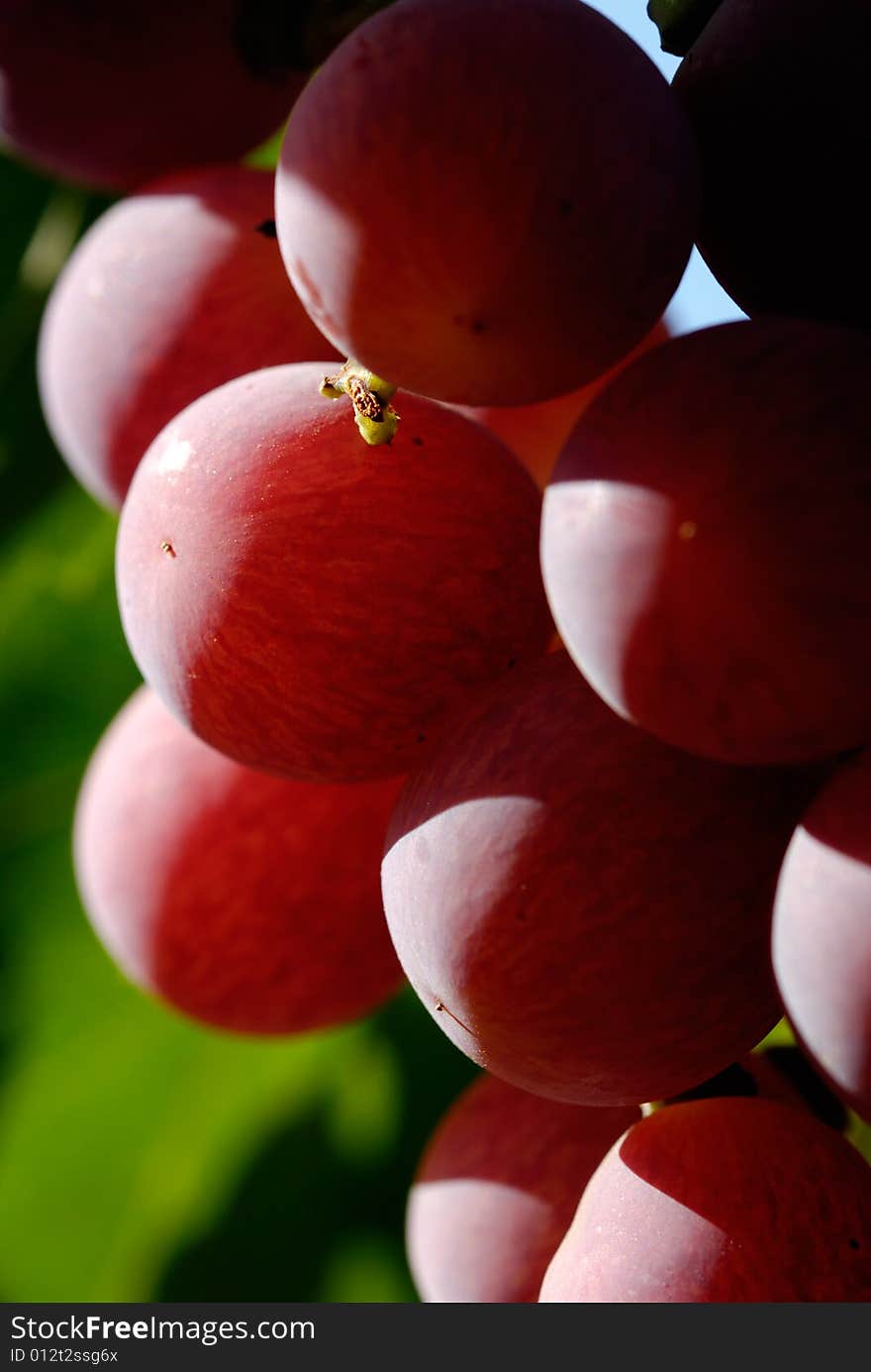 Closeup on red grapes in soft light