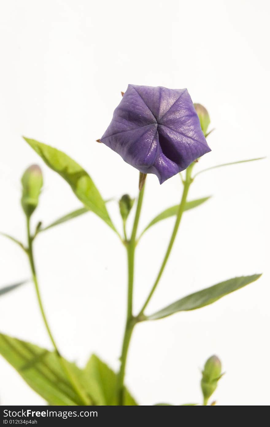 Close-up of isolated violet bellflower on white background