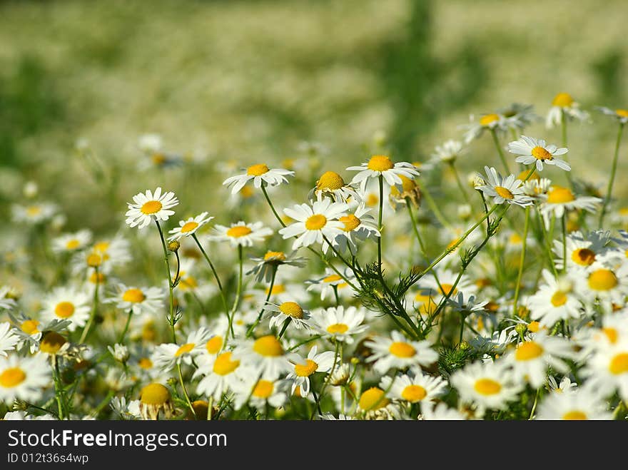 Blooming wild camomile flowers in the field